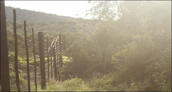 A fence in the middle of a forest

Description automatically generated